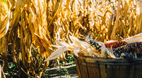 Biofertilizantes, pros y contras