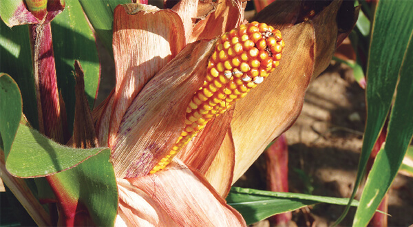 Contexto Internacional del sector agropecuario mexicano