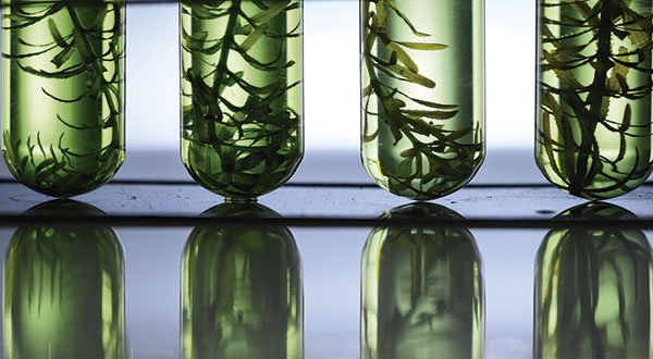 Economía circular y el caso de las biorrefinerías en México