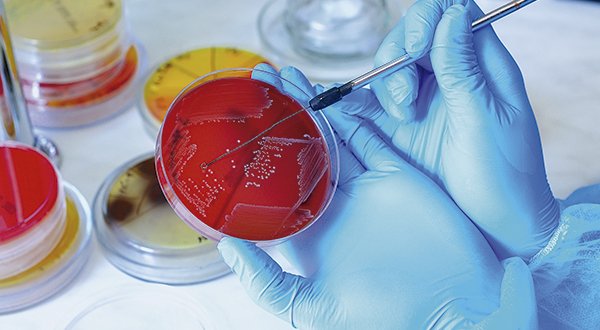 Enzimas y otros reactivos analíticos para biología molecular