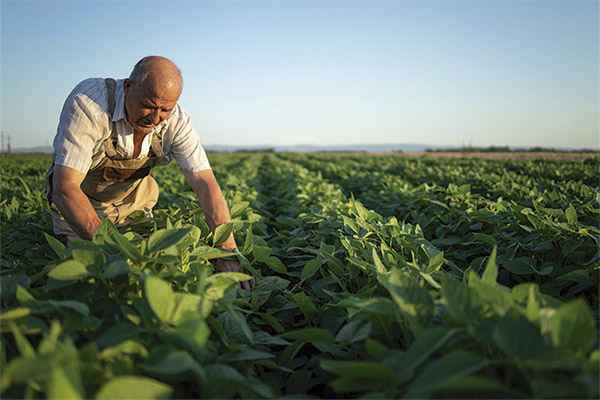 Industria Agrícola en México 2023