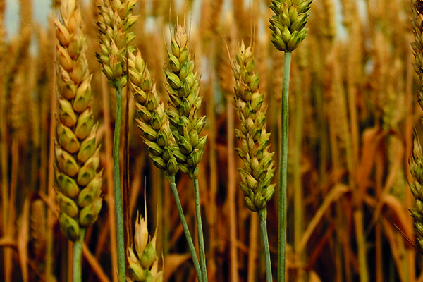 Industria Agrícola en México 2025