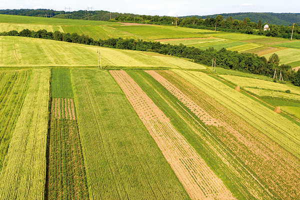 Sector Agrícola